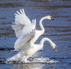 Trumpeter-Swan-similar-cranes