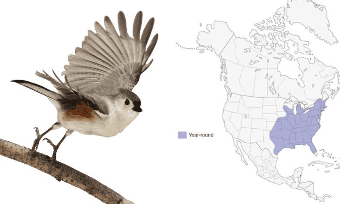 Tufted-Titmouse-Birds-in-Virginia