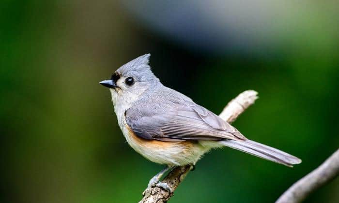 Tufted-Titmouse-Birds