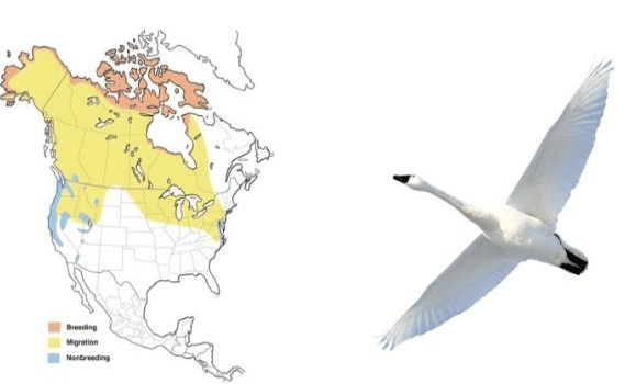 Tundra-Swan