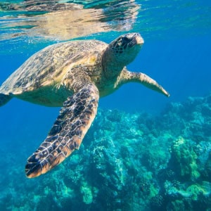 Turtles