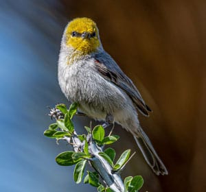 Verdin-in-Arizona