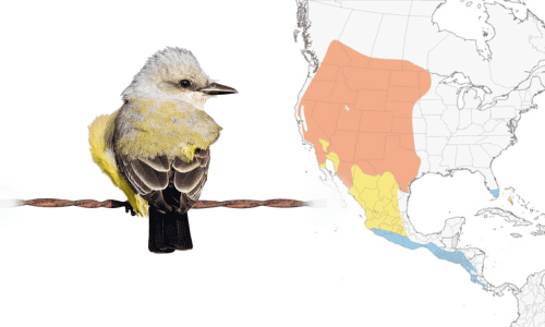 Western-Kingbird