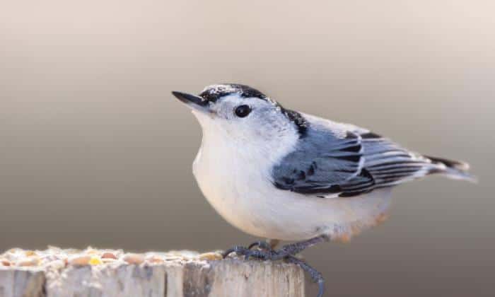 White-breasted-nuthatch-Birds