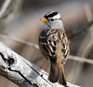 White-crowned-Sparrow-in-Arizona