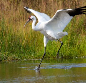 Whooping-Crane-height-about-5-feet