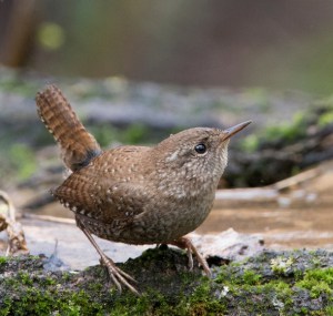 Winter-wrens-is-one-of-major-wren