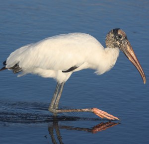 Wood-Stork-similar-cranes