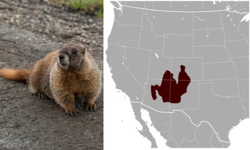 Yellow-bellied-Marmot-In-Arizona