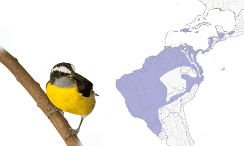 bananaquit