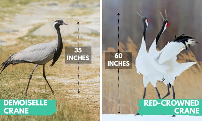 average-height-of-Demoiselle-vs-red-crowned-Crane