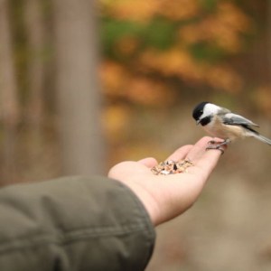 birds-find-bird-feeders