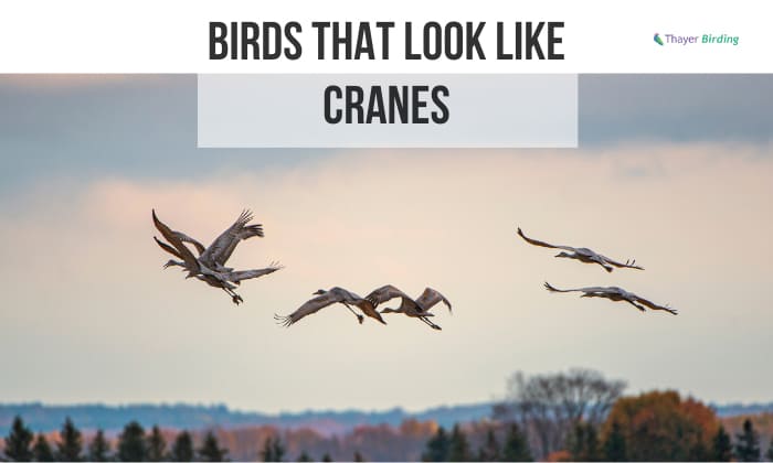 birds that look like cranes