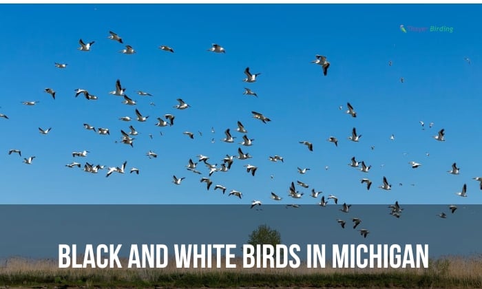 black and white birds in Michigan