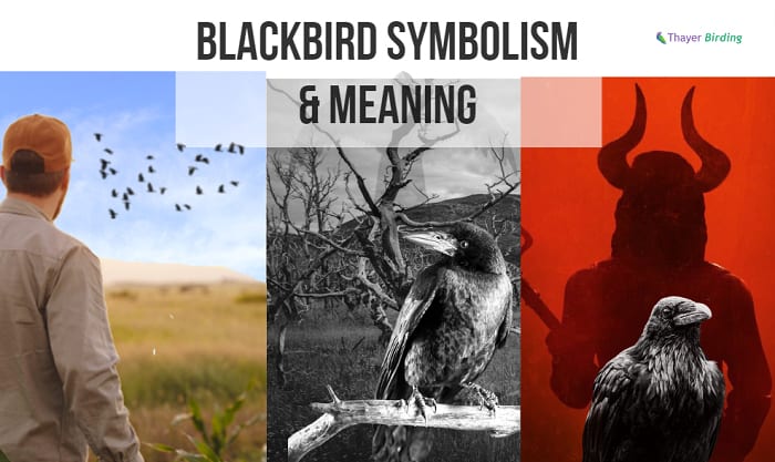blackbird symbolism & meaning