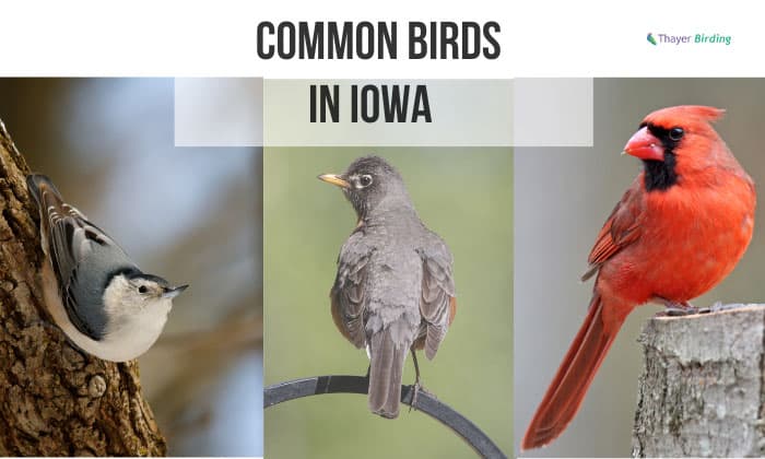 common birds in iowa