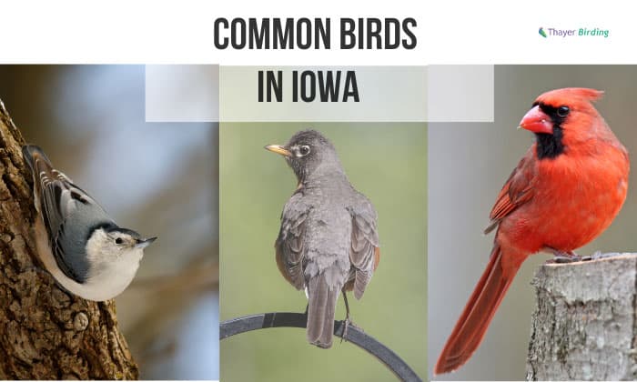 The Most Common Birds at Bird Feeders in Iowa Throughout the Year