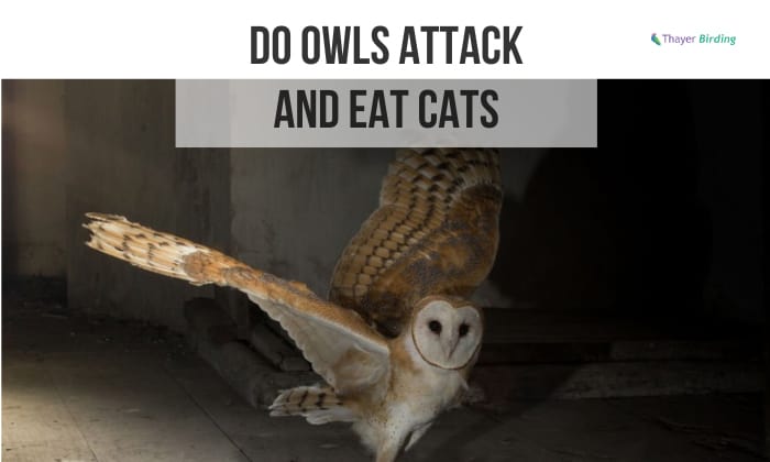 do owls attack and eat cats
