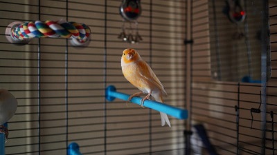 domestic-canary