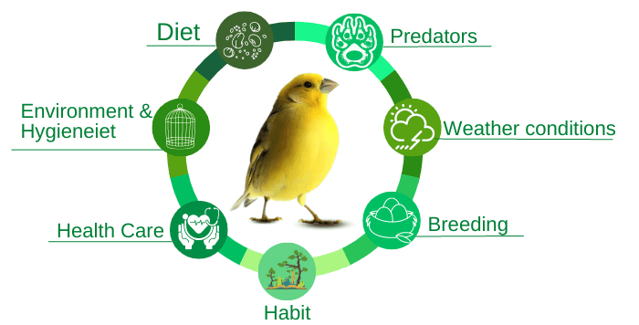 factors-that-affect-canary-lifespan