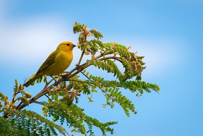 habitat-canaries