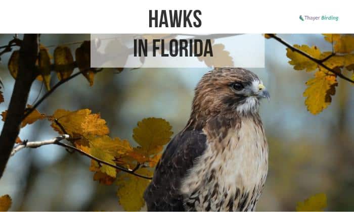 Hawks in florida