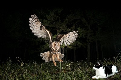 how-do-owls-eat-and-attack-cats
