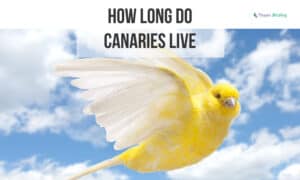 how long do canaries live