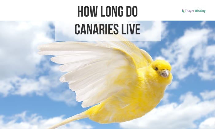 how long do canaries live