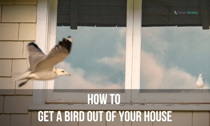 how to get a bird out of your house