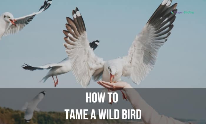 how to tame a wild bird