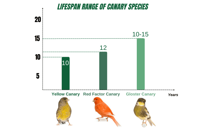 lifespan-range-of-canary-species