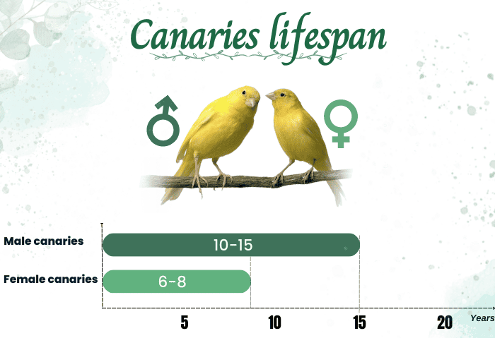 male-vs-female-canaries-lifespan