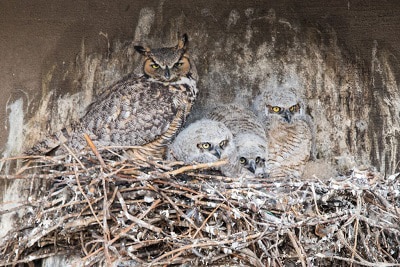 owls-are-protecting-their-young