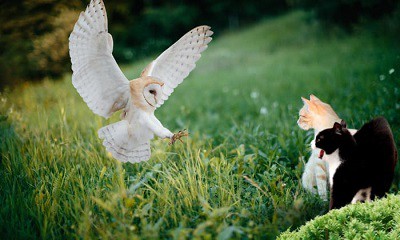 owls-that-eat-cats