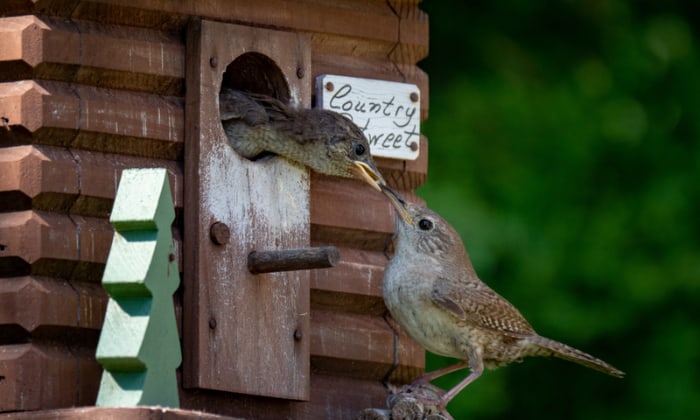 provide-nests-to-attract-wrens-to-backyard