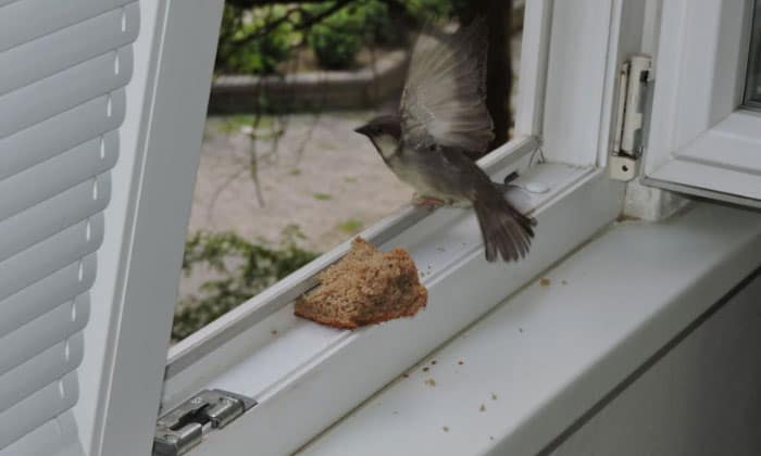 remove-a-bird-from-your-house