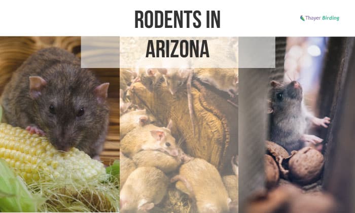 rodents in arizona