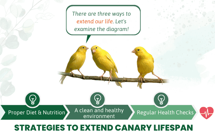 strategies-to-extend-canary-lifespan