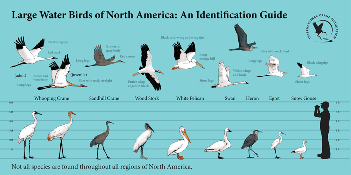 the-crane-identification-guide