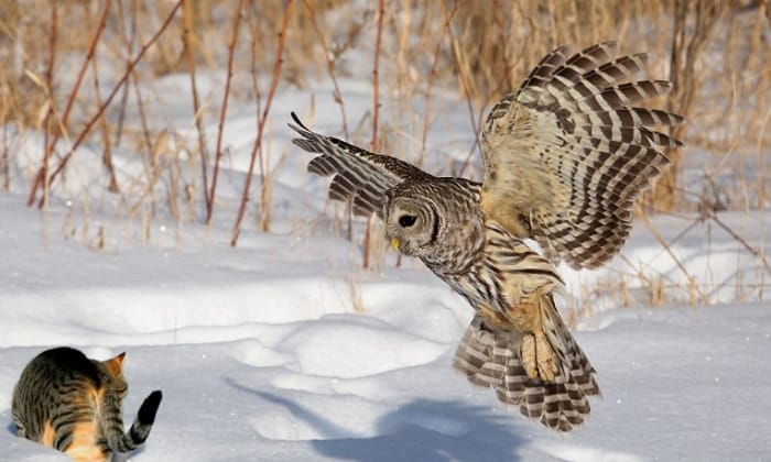 tips-to-keep-cats-safe-from-owls
