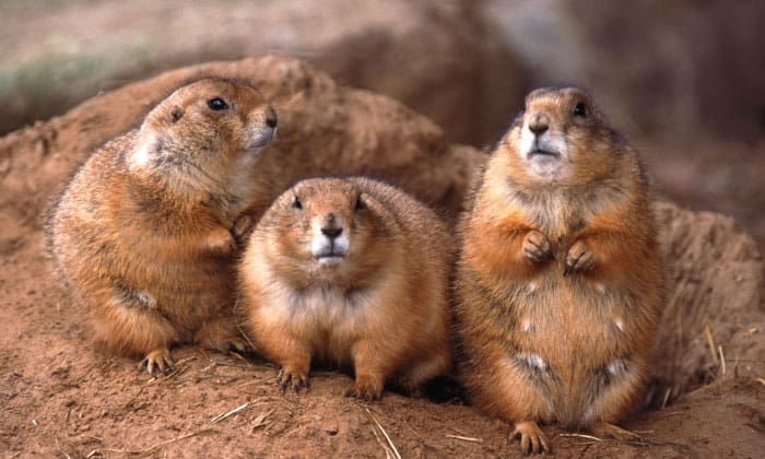 types-of-rodents