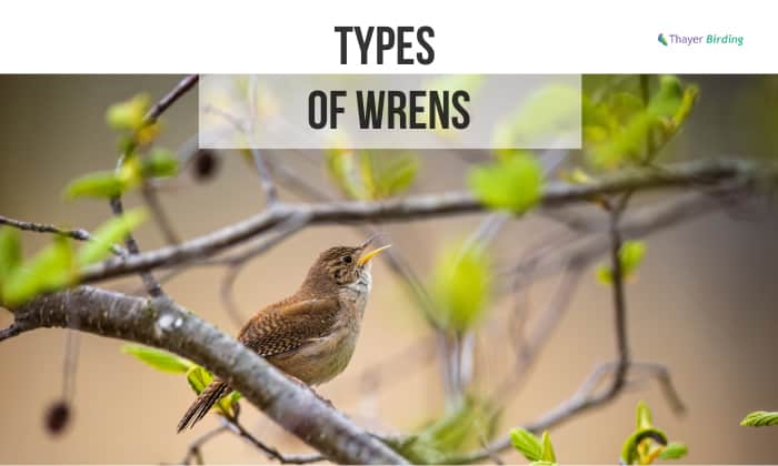 types of wrens