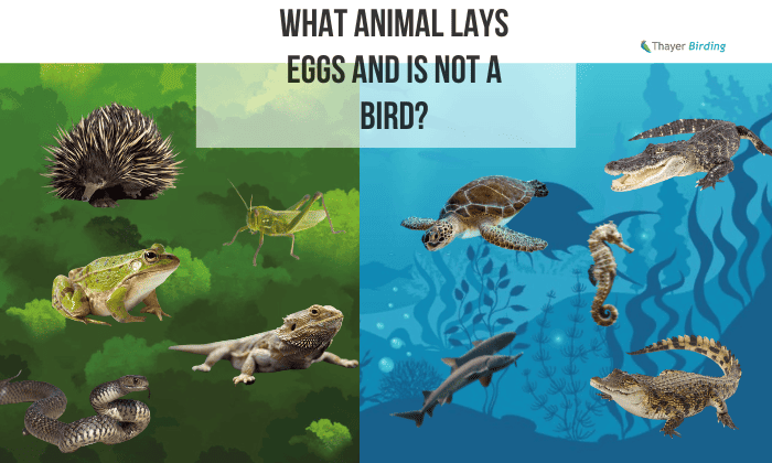 what animal lays eggs and is not a bird