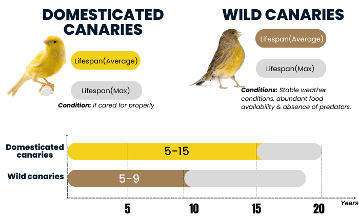wild-canaries-vs-domesticated-canaries-lifespan