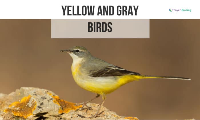 yellow and gray birds