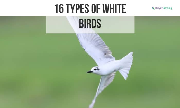 16 Types of White Birds