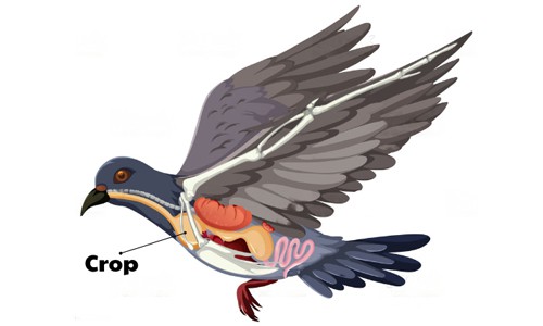 A-Crop-of-bird