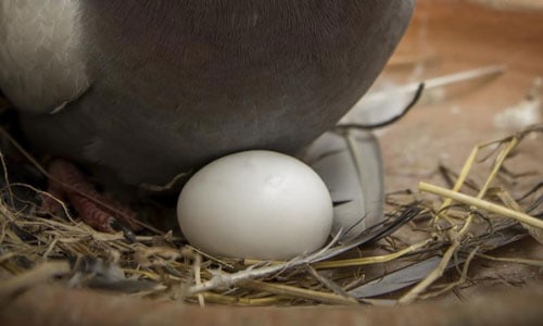 All-Birds-Lay-Eggs