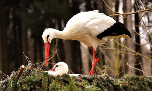 All-birds-build-nests